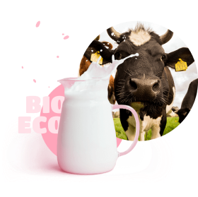 Cow and a carafe of milk